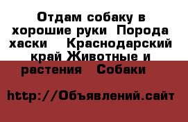 Отдам собаку в хорошие руки. Порода хаски. - Краснодарский край Животные и растения » Собаки   
